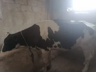  3 ابقار للببع بسعر مناسب