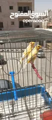  4 كنارات طواير عدد 2 للبيع