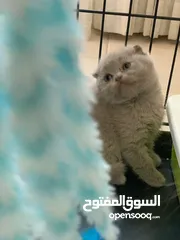  3 SCOTTISH FOLD AND BRITISH SHORT HAIR