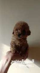  2 Teacup poodle