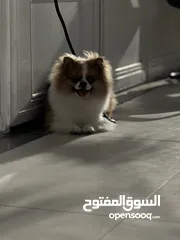  6 كلب بومارينيان عمر سنة و3 اشهر مدرب و معو اثباتاتو و يوجد به طفرة بعينو