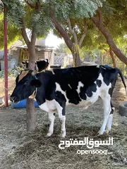  3 عجل نمساوي لبيع اموره طيبه