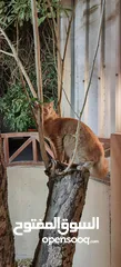  4 قط شيرازي مفقود في (عين- الدار جدحفص)