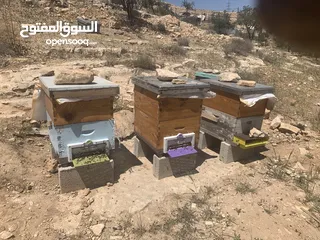  1 نحل بيكفاست للبيع