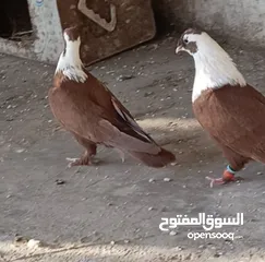  30 حمام الماني نخب جواز وفردات