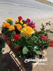  12 اقوى عروض بالمملكة   يوجد #مختصين #لتقليم #ورش #الاشجار #وصيانه #الحدائق