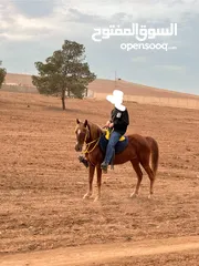  1 فرس عرق عربي للبيع