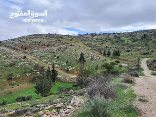  2 مزرعة في جرش للبيع من المالك مباشرة