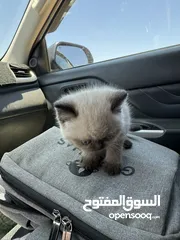  4 كتن همالايا