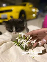  4 سكوتش مكس راقدول مهجنيين باي كلار