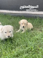  3 Labrador retriever for adoption
