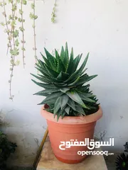  6 نباتات مختلفة