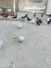  15 كوم 30 حبة تنضيف سطح جواز فحول طواير فراخ
