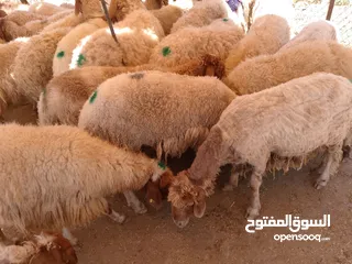  10 نفس الصور بالضبط أضاحي وعقيقه كبش صحراوي  اوزان من 19 ل30 لحم احجز ضحيتك ذبح أو دون ذبح السعر100ل150