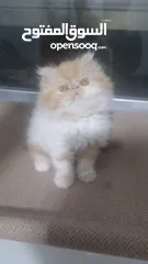  5 قطط ذكور عدد 3 بيرشن
