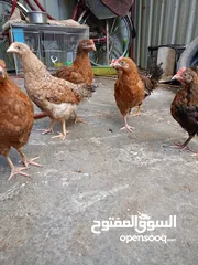  3 دجاج عرب مخاليف