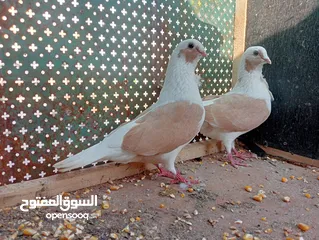  3 جوز بربريسي صوفر جوز رحاني جوز ياهودي حومر