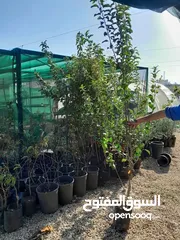  14 جميع انواع الشجارالمثمره ولزينه