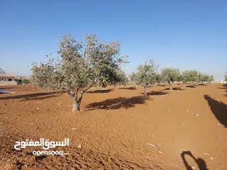  21 مادبا ماعين ارض زراعية مميزة عليها مزرعة زيتون جاهزة واصل جميع الخدمات مساحتها 4500 م