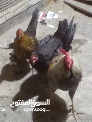  1 دجاجتان بلدي وديك بلدي
