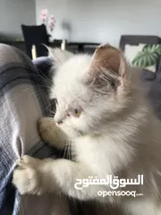  4 قط شيرازي صغير  small cat cherazi