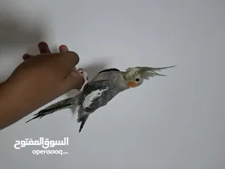  2 للبيع الكوكتيل عمر شهر 100%  في واتساب