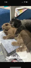  3 Female Scottish fold kitten