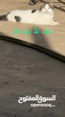  4 للبيع قطين سكوتش