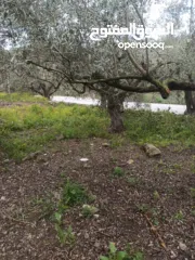  25 القبة الذهبية  اراضي بلعا دير الغصون