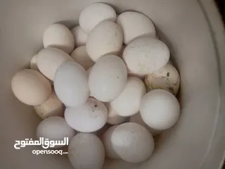  2 بيض بكستاني مخصب مكفول