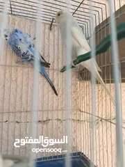  1 طيور حب للبيع