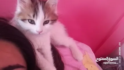  2 قصه سكره و لوزه أنقذت امهم (ببلي) من شارع لما أهلها ىموها وهيا حامل ولدت عندي وكبرو ولادها عندي