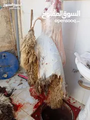  4 لحام ذبح الأظاحي في المنازل الزرقاء  ابو قصي