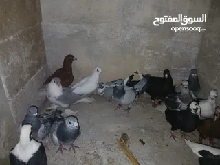  25 كوم كامل للبيع  دينارين ونص الحبه زق وكش الفحول كلها كش
