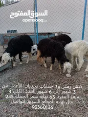  3 للبيع مجموعة جعد نجديات وكشميري