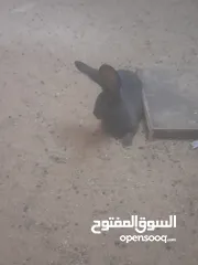  1 ارانب الماني للبيع موجودات بعمان