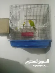  1 جوز حب مع 3 فراخ و اقفاص 2