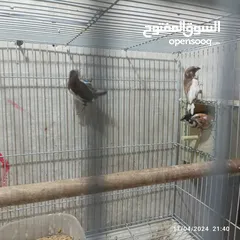  4 طيور بنكالي