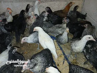  1 فرخات عمر 3 شهور وشهرين ونص