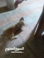  1 كلب كولدن للبيع