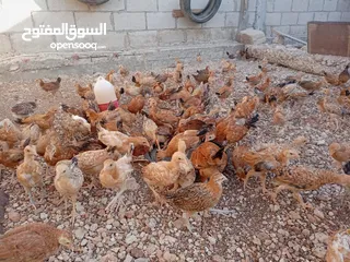  15 صوص بلدي عمر 38 يوم   صوص بلدي عمر 18 يوم