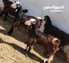  2 جدي معه سخلات هنتين حلال صحته طيبه حلو حال الي باغي يربي السعر: 35 اخرر ف الرأس بالجمله