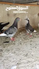  12 بسم الله والصلاه على رسول الله فحول طيور حمام وجواز للبيع