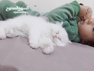  5 قطة شيرازي