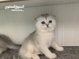  2 Scotch fold kittens