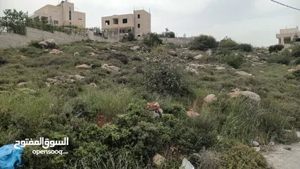  1 ارض للبيع في تفوح
