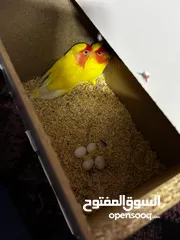  11 جوز روز لاتينو عين حمرة قابل للبدل تحتهم اربع بيضات مع قفص جديد وكوخ كبير جديد موجودات بالهاشمية