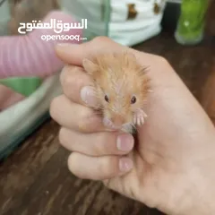  4 هامستر اللونغ هير و شورت هير عدد 4 عمر شهر للبيع  سعر الواحد 6 الجوز 10