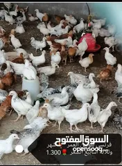  15 فقاسه البلده للبيع دجاج وبيض فرنسي بلونين الأحمر والأبيض