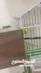  4 جوز حب كان تحته فرخ و هسا تحته بيض